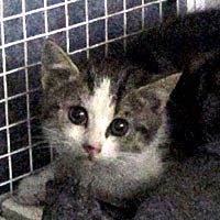 Salva una gattina imprigionata! Intervengono i volontari Enpa e i Vigili del Fuoco. ENPA Saronno
