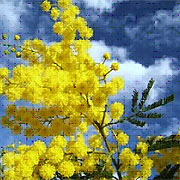 8 marzo: mimose e tante idee fiorite per la festa della Donna Vivaio Le Acacie di Lattuada